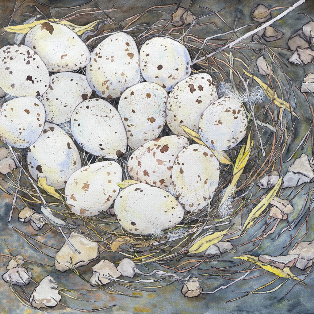 Abundance / Gamble's Quail Nest - Watercolor and Ink - 18 x 18
