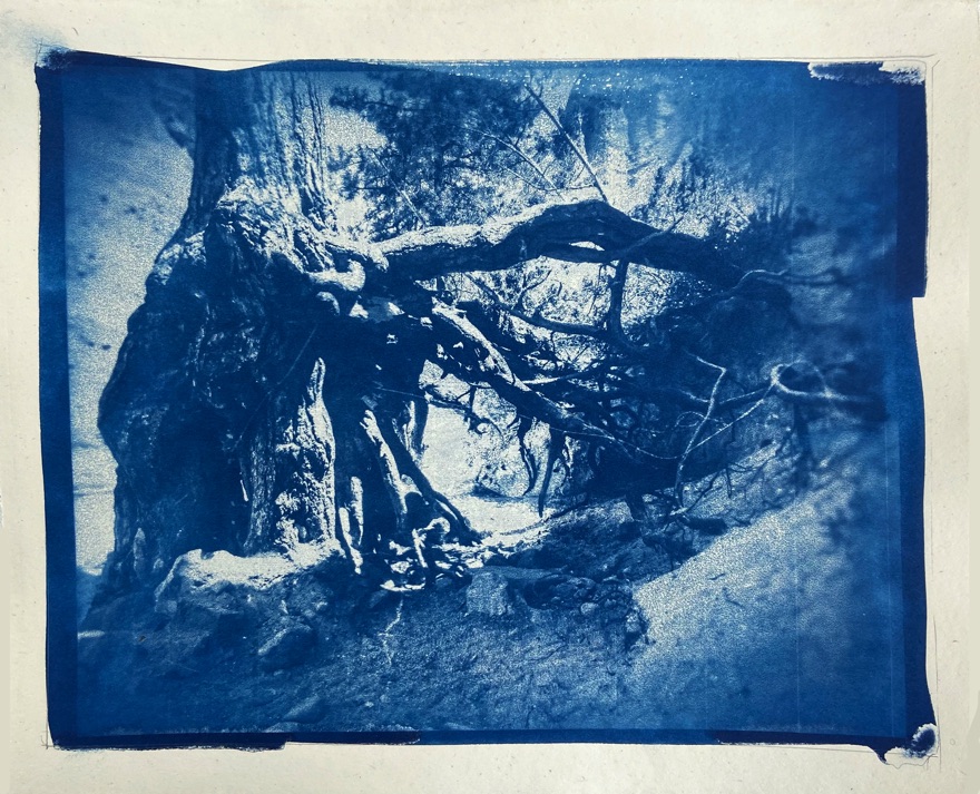 Tentrocks Slot Canyon Exposed Roots 220122 - Cyanotype
