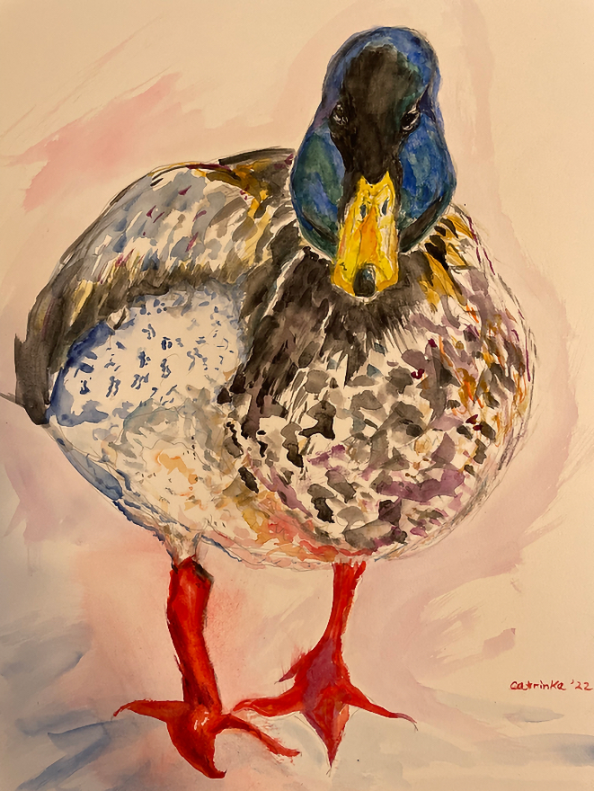 Quack! Mallard-Watercolor-12x15