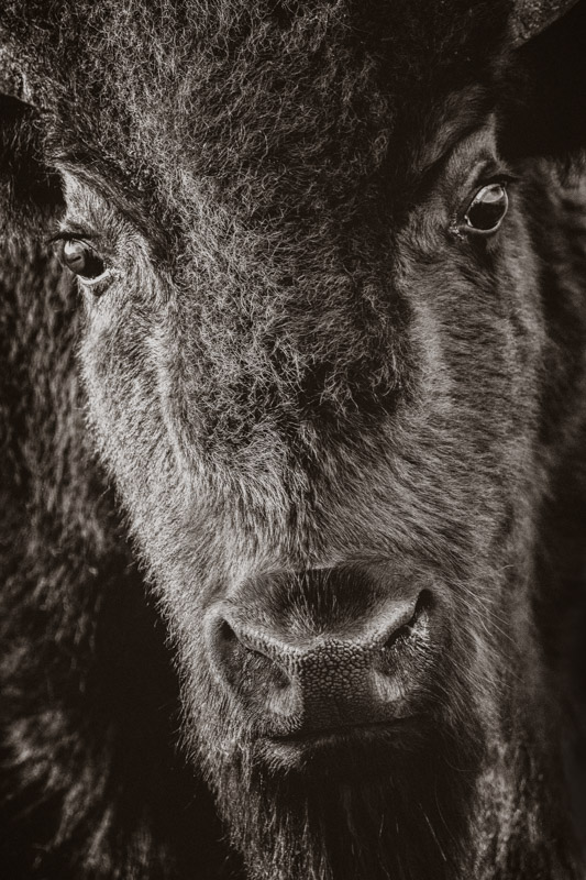 American Bison - Photographic Print